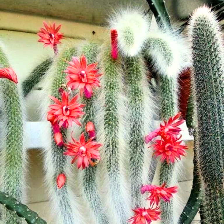 Monkey Tail Cactus Plant Live Houseplant, 3.5-5 Inch Tall, Trailing  Succulent Rare Hanging Cactus for Indoor or Outdoor Garden - Walmart.com