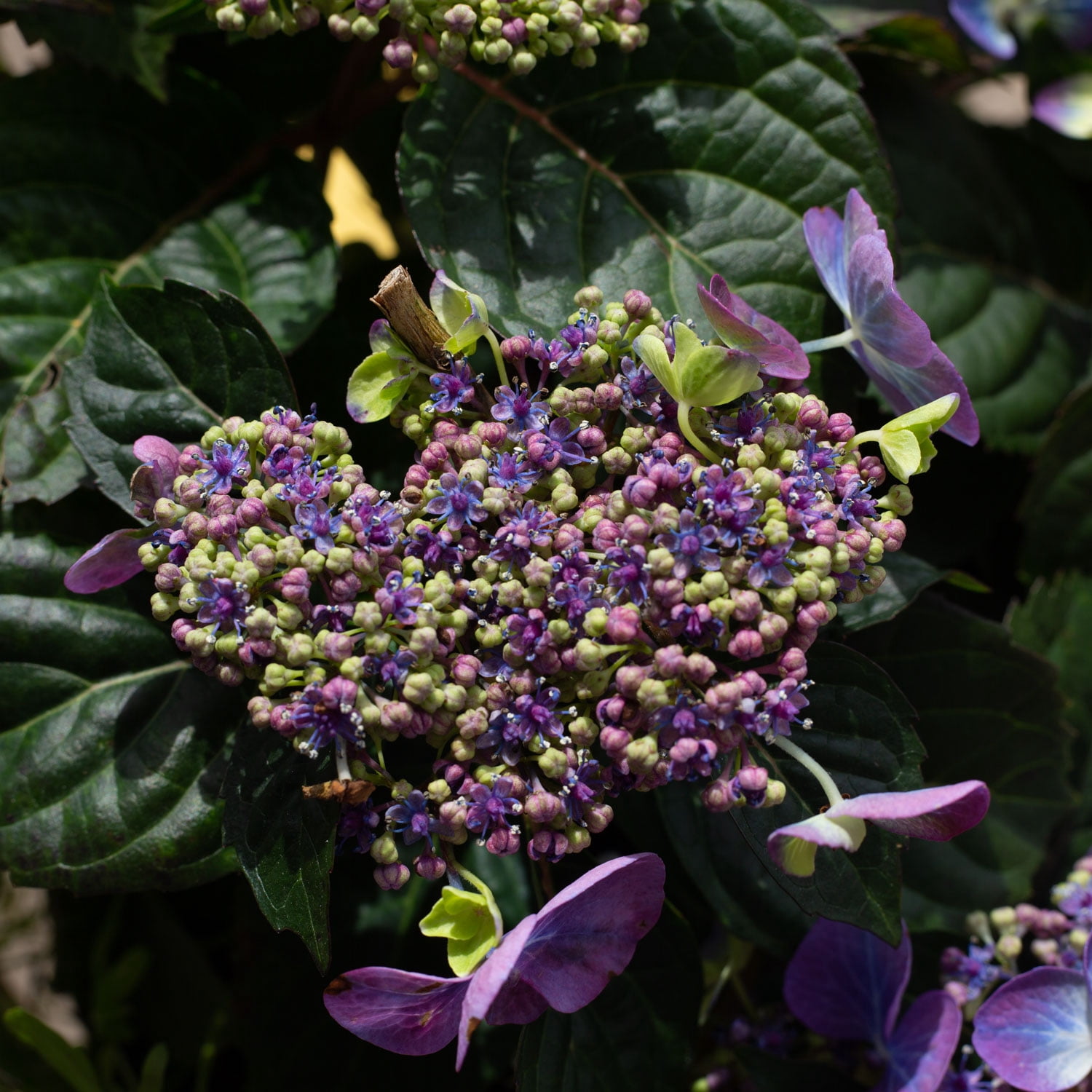 Endless Summer Pop Star Reblooming Hydrangea Live Shrub in 2-Gallon Grower Pot
