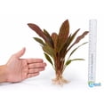 thumbnail image 2 of Amazon Sword Echinodorus Ozelot Red Medium Live Aquarium Plants BUY2 GET1 FREE, 2 of 10