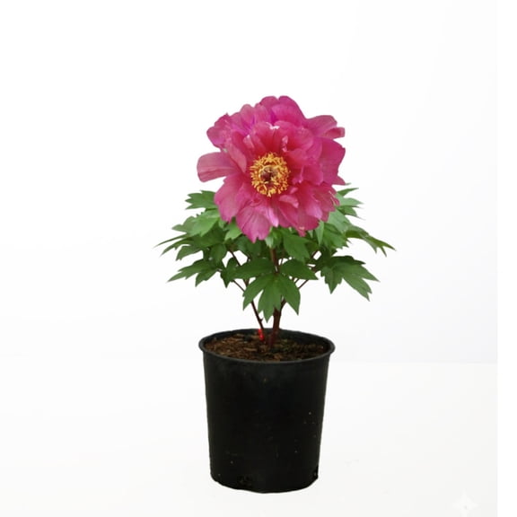 Expert Gardener 12-18" Peony Noa Jolieâ„¢ Live Tree in 1 gal. Grower Pot