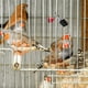 thumbnail image 3 of 20 clips de seguridad para jaulas de pájaros, cierre de puerta, accesorios para jaulas de mascotas y loros., 3 of 7