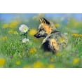 thumbnail image 2 of Fitzharris, Tim 24x17 White Modern Wood Framed Museum Art Print Titled - Red Fox in Wildflowers, 2 of 4
