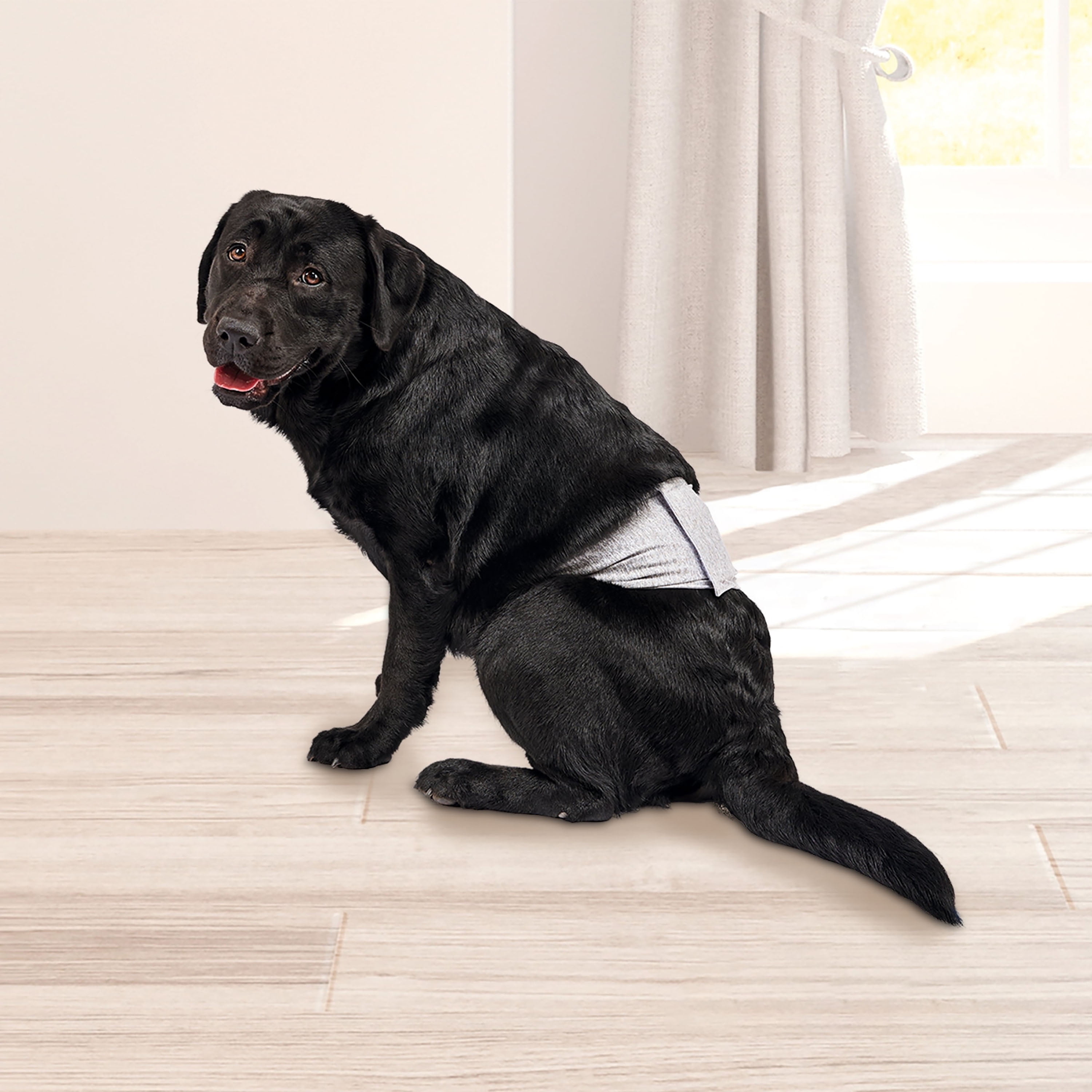 Vibrant Life Washable Dog Wraps for Male Dogs, L, 3 Count