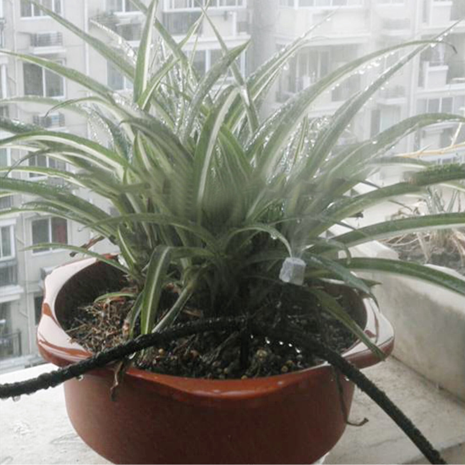 Kit Brumisation Patio 10m - 10 Buses De Brouillard Pour Serre, Jardin Et Refroidissement Extérieur