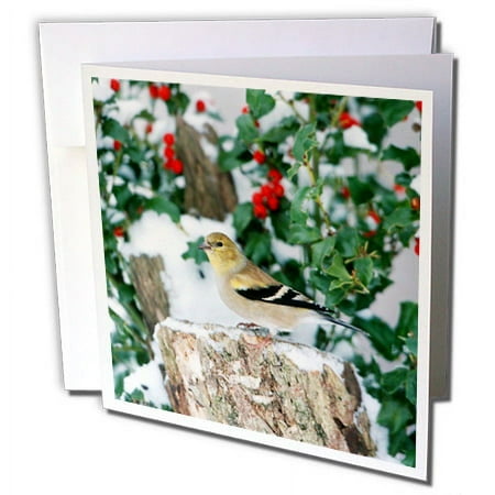 3dRose, American Goldfinch on stump near China Holly in winter, Marion, IL, 12 Greeting Cards with envelopes