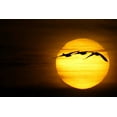 thumbnail image 2 of Morris, Arthur 18x13 Black Ornate Wood Framed with Double Matting Museum Art Print Titled - New Mexico Three snow geese fly across sun, 2 of 4