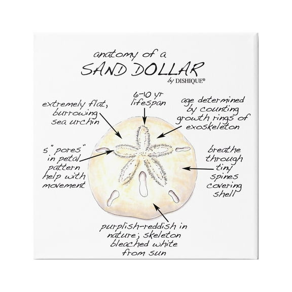Stupell Industries Informative Sand Dollar Learning Chart Nautical Education Graphic Art Gallery Wrapped Canvas Print Wall Art, Design by Dishique