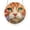 Cat, variant on Acrylic Puzzles Suncatcher Window Hanging, 83 Pieces 7.4 Inch Sun Catcher Acrylic Puzzles, Garden Decoration for Women Men Mom Birthday Gift Home Decor