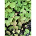 thumbnail image 5 of 2 Epimedium 'Barrenwort' Plants Assorted Colors in 4" Pots, 5 of 5