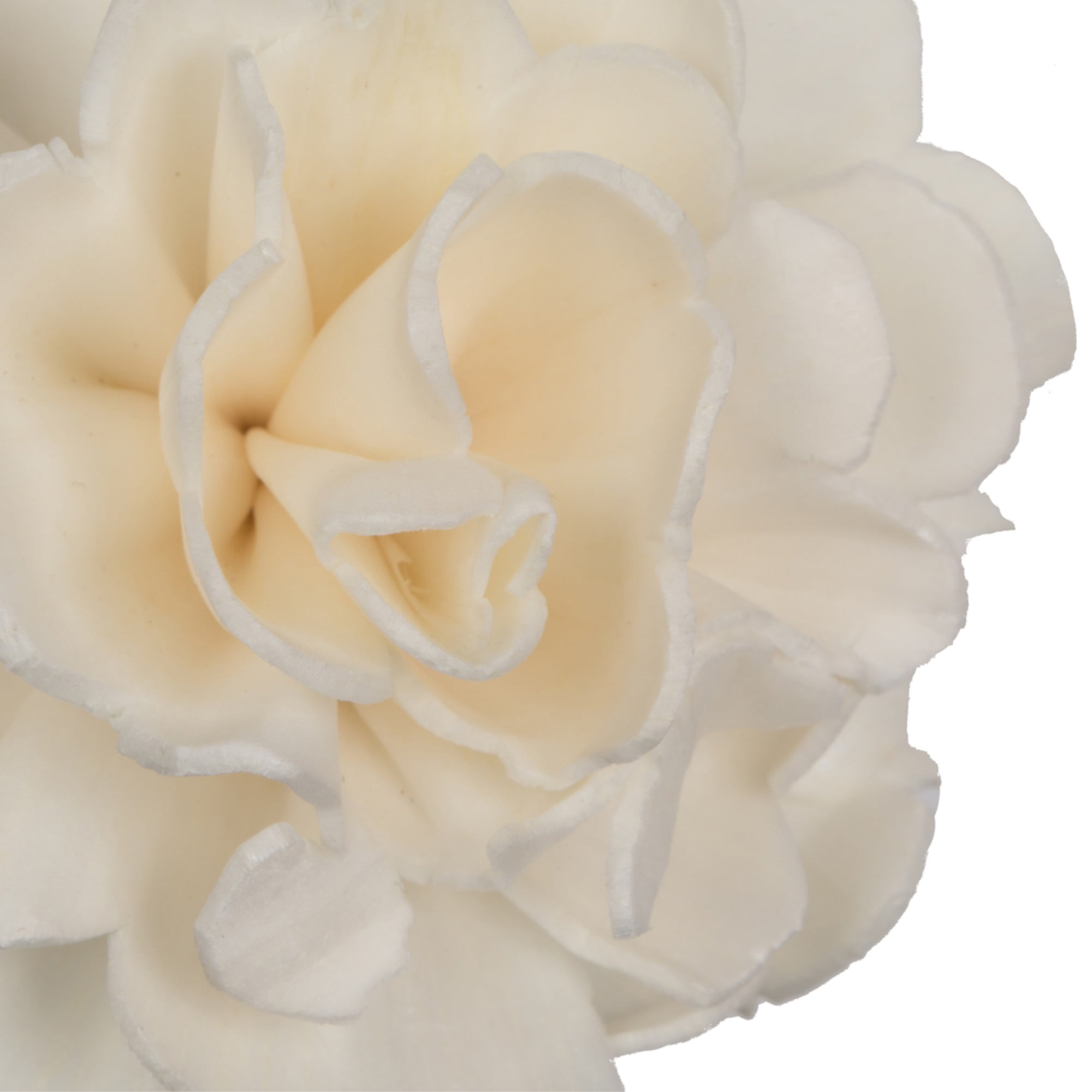 Vickerman 686379 - 1-3" Assorted Camellia Sola Head 24/bg (H7SFL044) Dried and Preserved Flowers