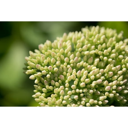 Fat Flowers - LAMINATED POSTER Flower Fat Hen Flowers Close Macro Poster Print 24 x 36