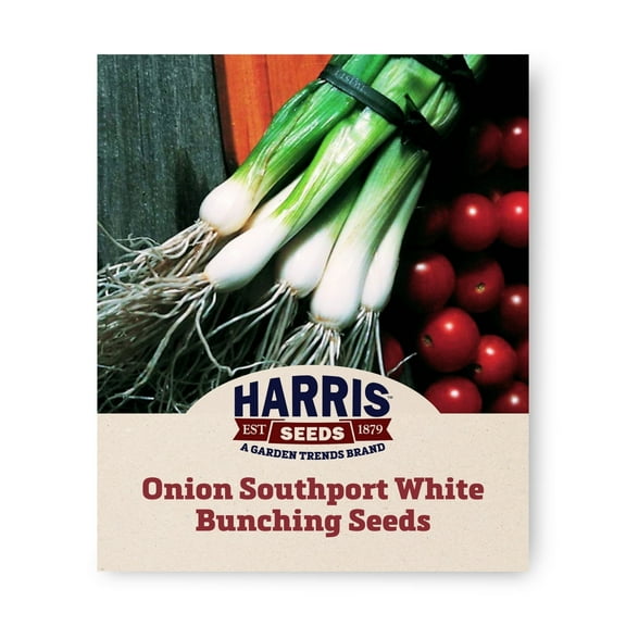 Harris Seeds - Onion Southport White Bunching Seeds - Treated Variety - 250 Seeds