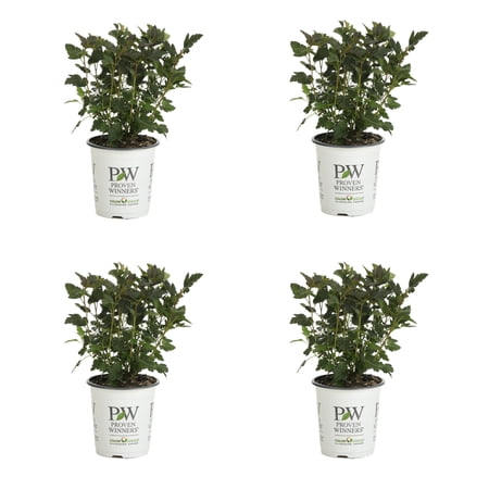 Proven Winners ColorChoice 5" Pink Tiny Wine Ninebark Live Plant in 4.5" Pot (4 Count)