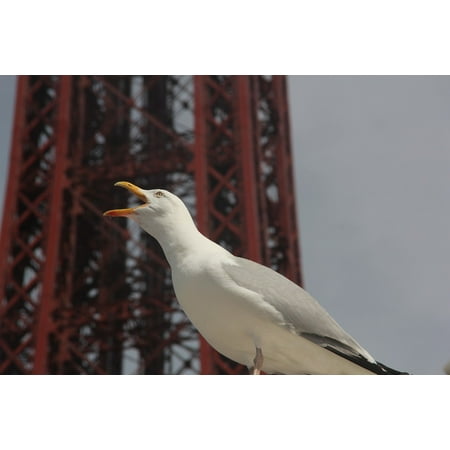 Canvas Print Blackpool Bird England Bird Call Birdwatching UK Stretched Canvas 10 x (Best Bird App Uk)
