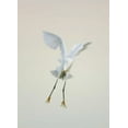 thumbnail image 2 of Morris, Arthur 18x24 White Modern Wood Framed Museum Art Print Titled - FL, Ft Meyers Beach Snowy egret landing at dawn, 2 of 4
