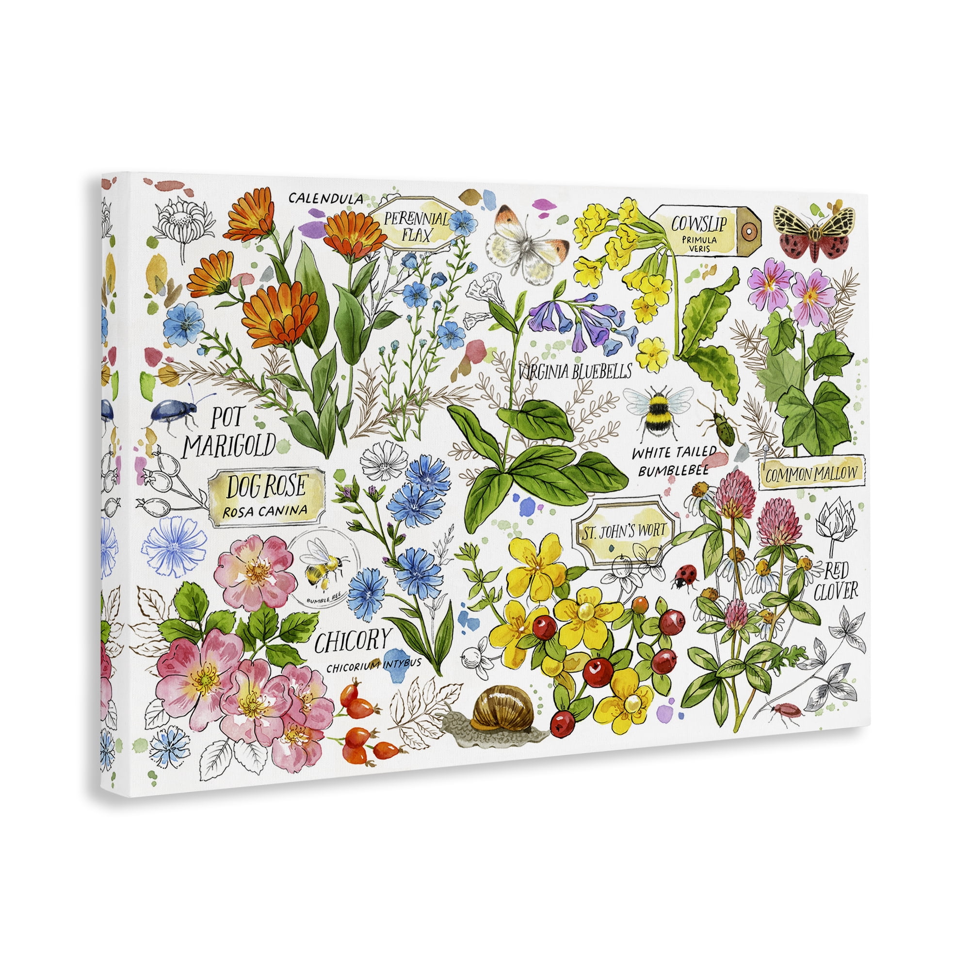 Stupell Industries Various Herbs Benefits Botanical & Floral Painting Gallery Wrapped Canvas Art Print Wall Art, 45 x 30