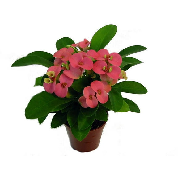 Rare Rhea Biblical Crown of Thorns Plant - Euphorbia - Pink - 2.5" Pot