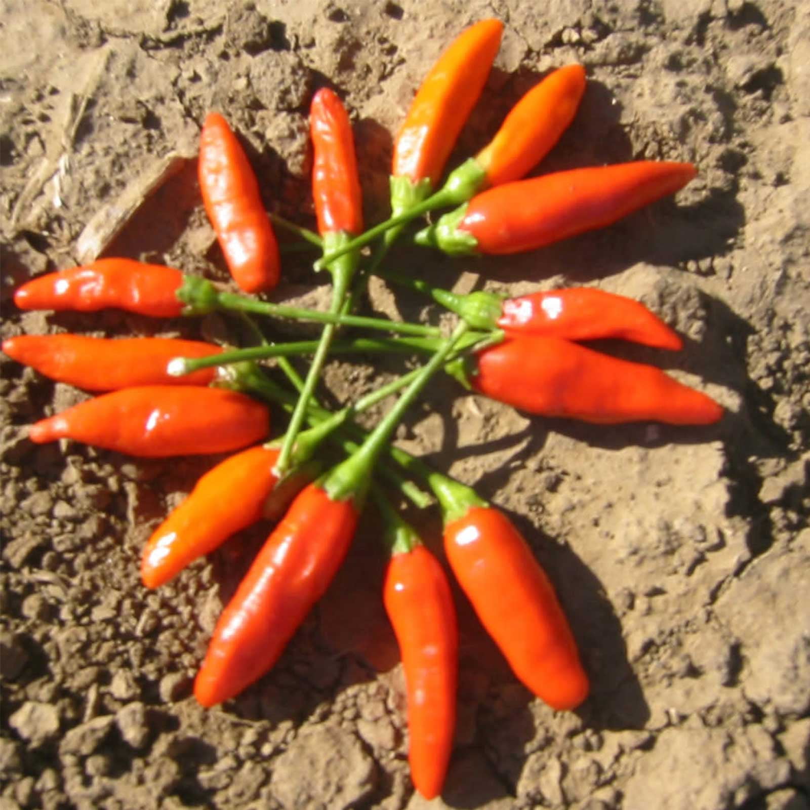 Tabasco Hot Chile Pepper  John Scheepers Kitchen Garden Seeds