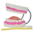 thumbnail image 1 of Enseñanza de cepillo de dientes,Cepillado de enseñanza del modelo de dientes dentales para niños,Modelo de cuidado dental de dientes con cepillo de dientes,Diente de cepillado de, 1 of 8