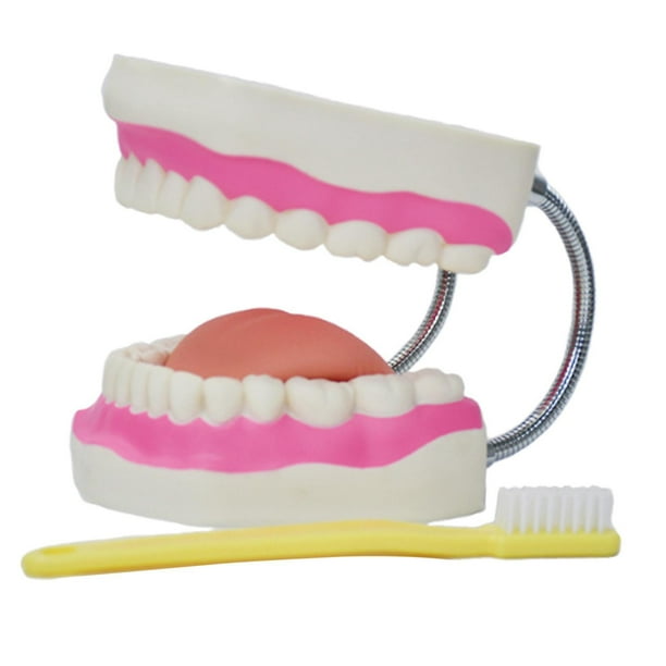 Enseñanza de cepillo de dientes,Cepillado de enseñanza del modelo de dientes dentales para niños,Modelo de cuidado dental de dientes con cepillo de dientes,Diente de cepillado de