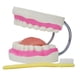 thumbnail image 1 of Enseñanza de cepillo de dientes,Cepillado de enseñanza del modelo de dientes dentales para niños,Modelo de cuidado dental de dientes con cepillo de dientes,Diente de cepillado de, 1 of 8