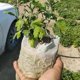thumbnail image 2 of Bolsas biodegradables para vivero shaofei 100 piezas 8 x 10 cm, 2 of 5