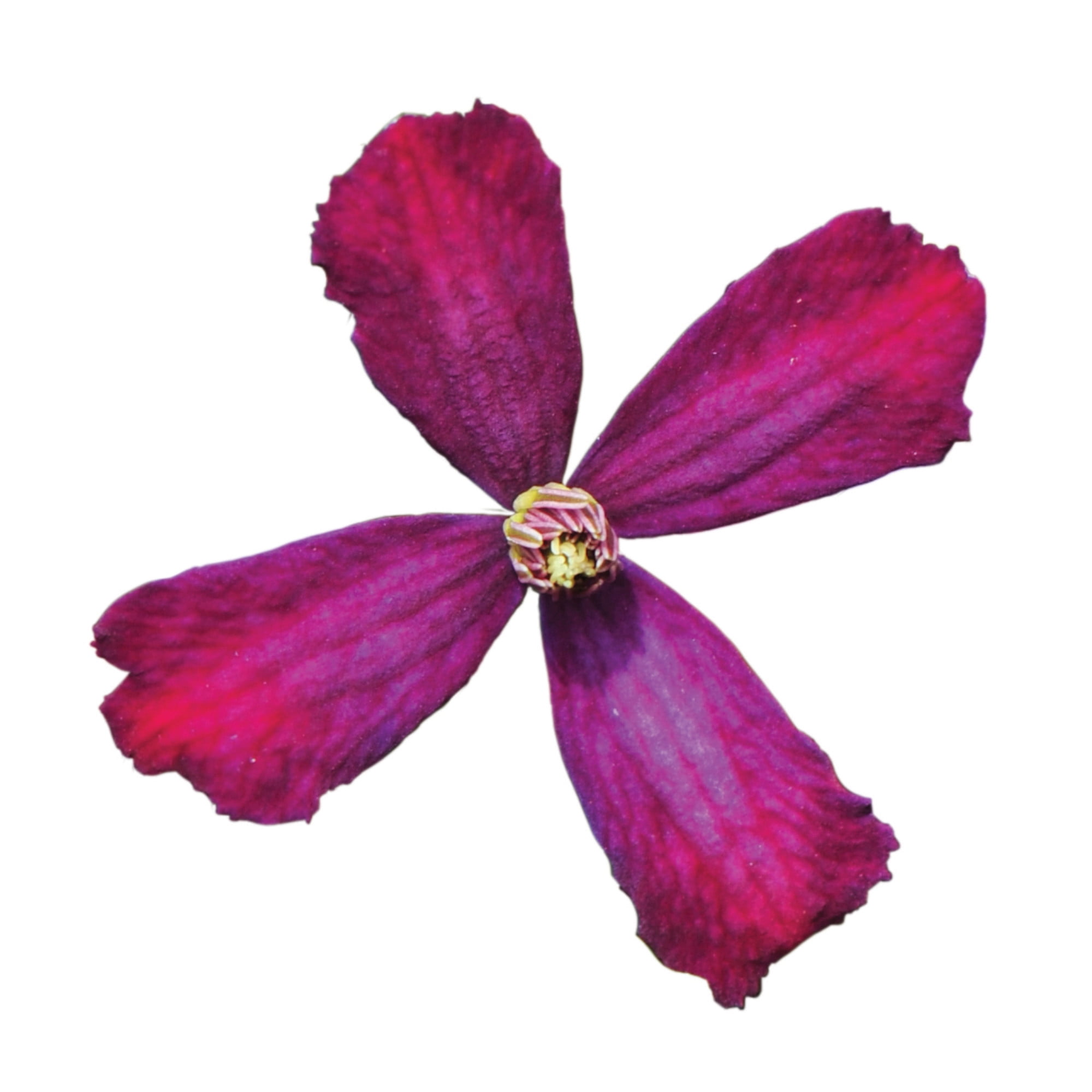 Proven Winners ColorChoice 5" Purple 'Sweet Summer Love' Clematis Live Plant in 4.5" Pot (4 Count)