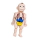 thumbnail image 2 of Modelo de cuerpo humano para niños Cuerpo humano 3D, modelo de torso, material didáctico con órganos y extremidades, modelo de enseñanza para, 2 of 9