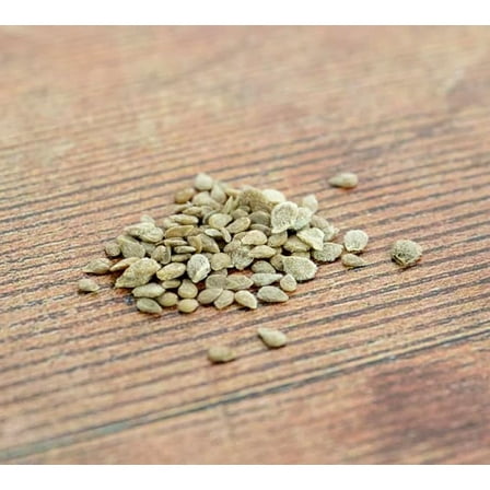 Pink Ponderosa Heirloom Tomato Seeds, Large Beefsteak Variety, 200 Count by Greenhoue PCA