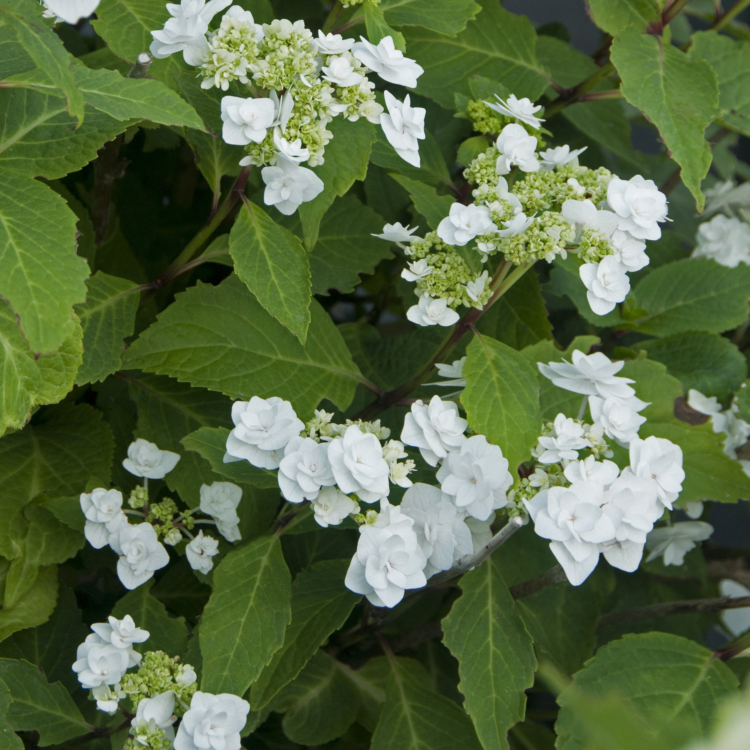 National Plant Network 4" Hydrangea 'Wedding Gown' Live Shrub with Partial Sunlight (3-Pack)