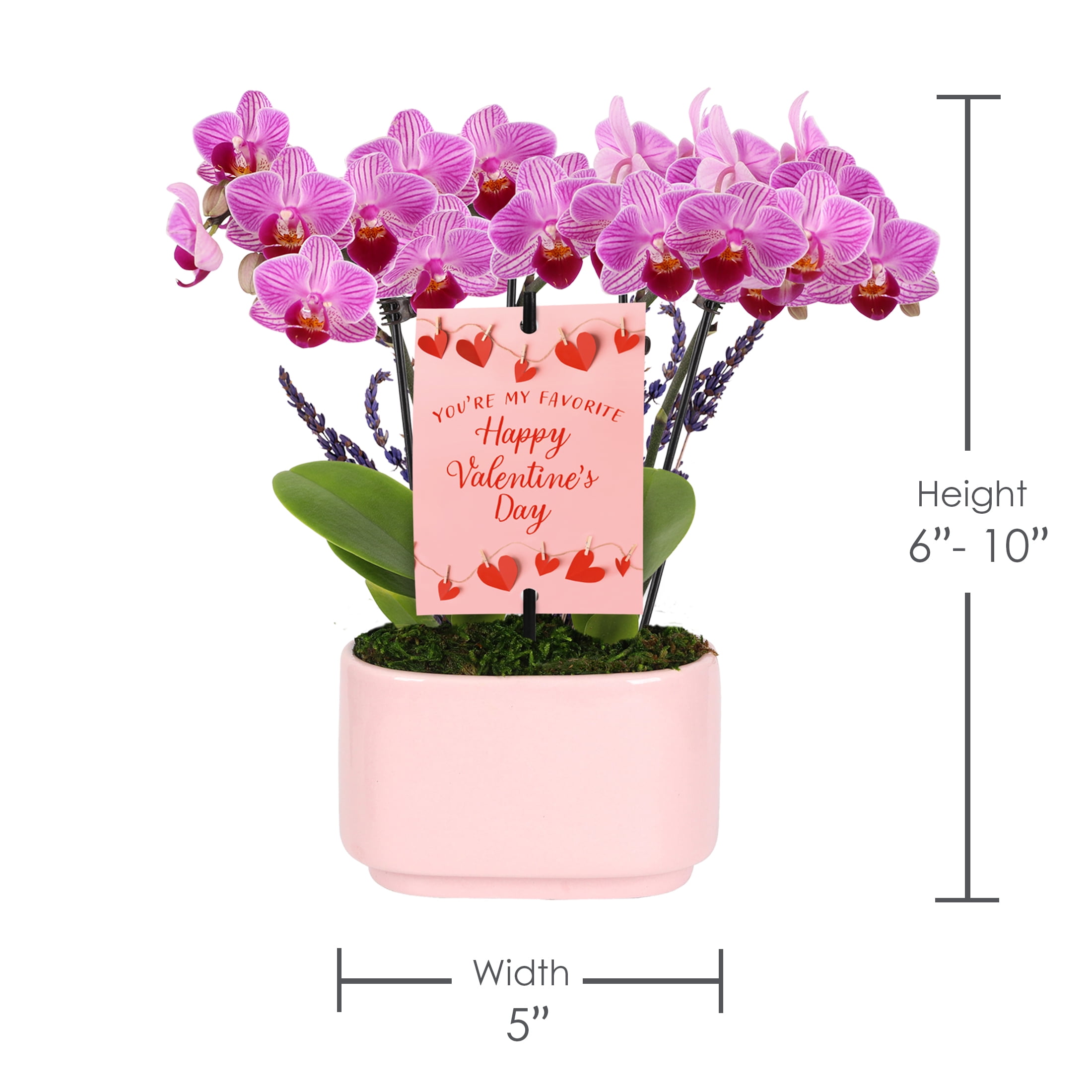 4IN Mini Pink Orchid Planter with Lavender (VDAY Edition) – Pink Jan Pot – “Favorite Valentine” Pick