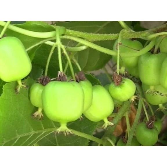 2 Kiwi Plants-Prolific self-pollinating kiwi--all in 4 Inch Cups/ hybrid 2 pots of plants, one plant per pot