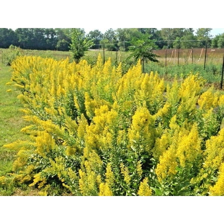 Showy Goldenrod Seeds Perennial American Native Wildflower Butterflies Bees jocad (100  Seeds)