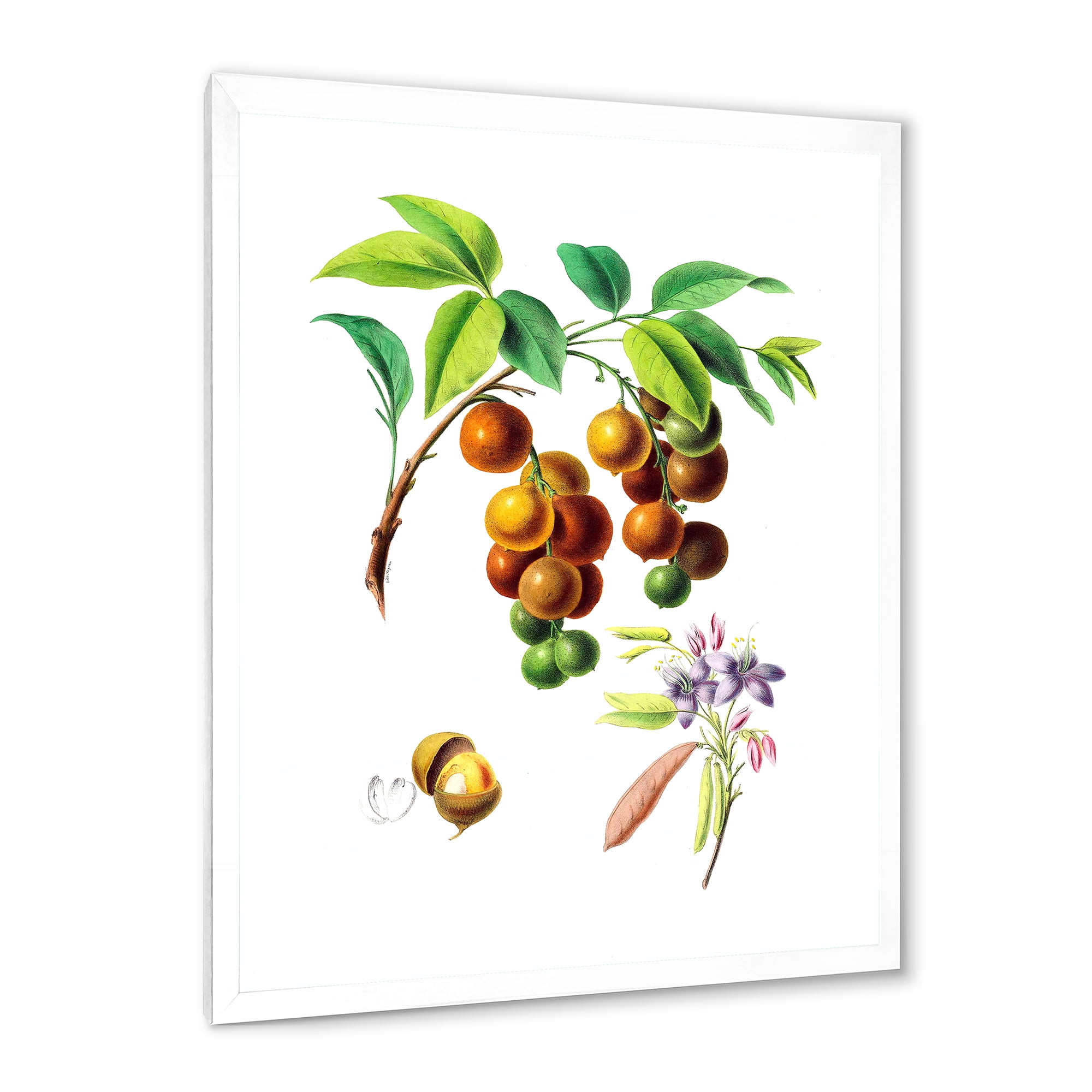 Designart 'Ancient Fruits III' Farmhouse Framed Art Print