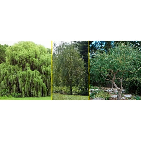 CZ Grain 5' Green Willow Trees Live Plants in 6" Grower Pots (5 Count), Easy to Grow