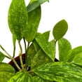 thumbnail image 3 of Hoya Rangsan, 6 inch Latifolia, Pink Flower Vining Wax Plant, 3 of 8