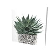 thumbnail image 1 of Plante Succulente Zèbre - Toile 24"x24 Pouces - Impression sur Demande, 1 of 5