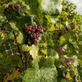 thumbnail image 3 of Cortadora De Bonsáis Herramientas De Jardinería Para Doblar Bonsáis Superresistentes Diseño De Placa De Acero Gruesa ¡Fácil De Dar Forma A Una Variedad De Arte En Macetas!, 3 of 6