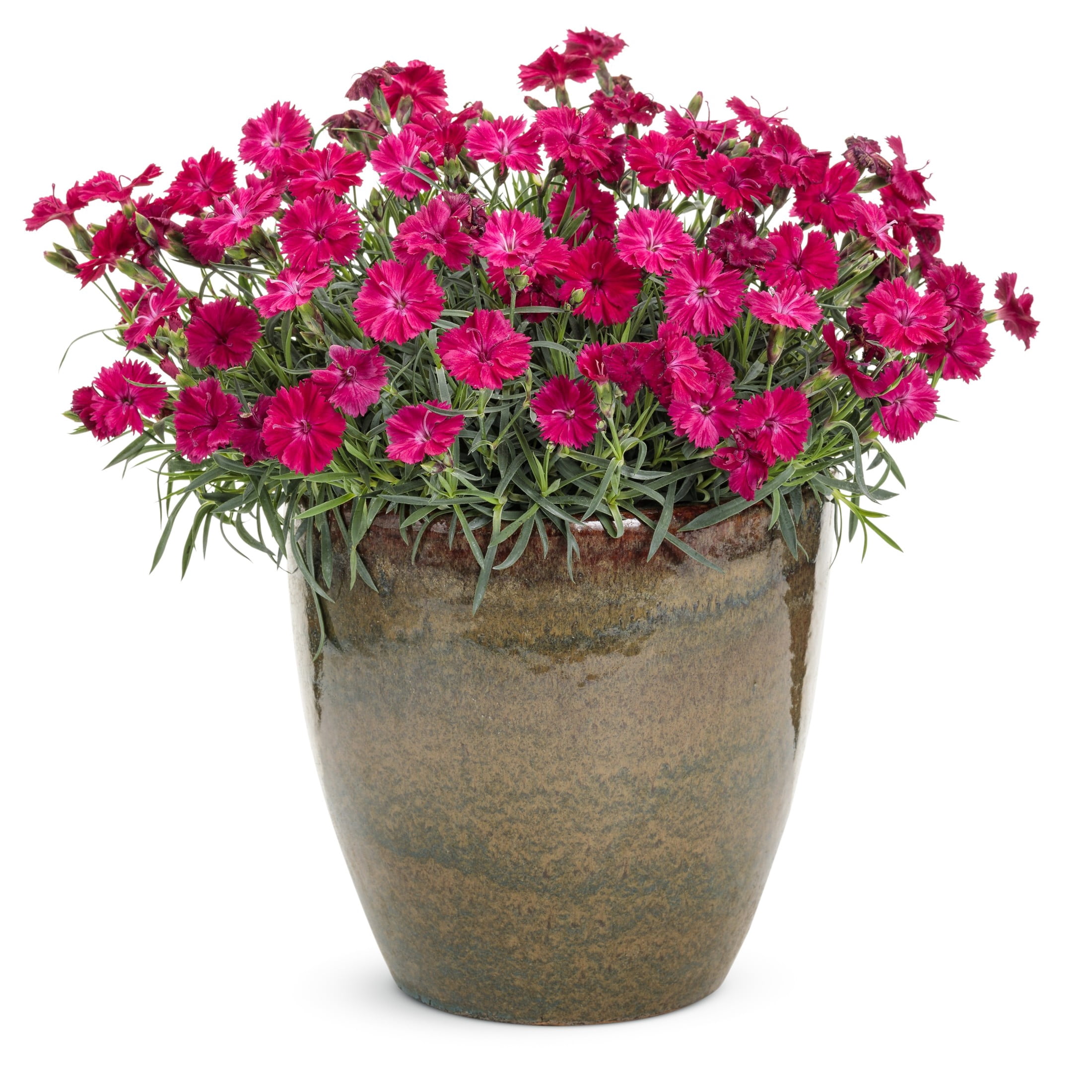 Proven Winners 6" Pink 'Paint the Town Red' Pinks Live Plant in 6.5" Pot