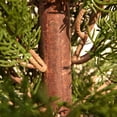 thumbnail image 4 of DR.Planzen 2 Pack 6ft Artificial Cedar Tree with Real Wood Trunk, Faux Silk Plant UV Resistant for Indoor Outdoor, Lifelike Fake Potted Tree for Home Office Decor, 4 of 8