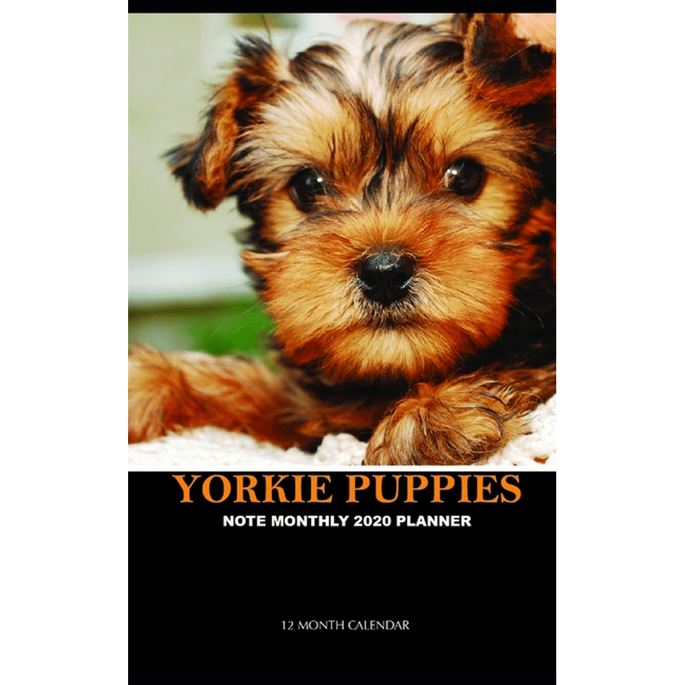 Yorkie Puppies Note Monthly 2020 Planner 12 Month Calendar Walmart