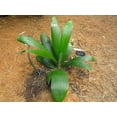 thumbnail image 3 of Sabinaria Palm - Live Plant in a 3 Gallon Growers Pot - Sabinaria Magnifica - Extremely Rare and Beautiful Palms from Florida, 3 of 5