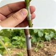 thumbnail image 4 of Rattan Clip 2 Pack for Grafting Support and Versatile Utility with Clip Feature for Fruit Trees and Garden Projects 50PCS, 4 of 6