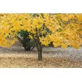 thumbnail image 1 of 10 Thornless HONEYLOCUST Gleditsia Triacanthos Inermis Imperial Honey Locust Golden Yellow Tree Seeds, 1 of 10