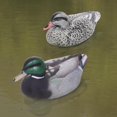 thumbnail image 1 of Modèles Réalistes de Canard Colvert Que les Amateurs de Chasse Adorent comme Leurres et Ornements, 1 of 8