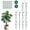 10 Pack+20Pcs Clips, variant on 5  Stackable Monstera  Support Stakes, 38inch Climbing Garden  Support Sticks Structures for Indoor Outdoor  Alternative to Moss Pole
