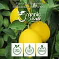 thumbnail image 3 of Organic Way Dried Lemon Peel Cut & Sifted (Citrus limon) - European Wild-Harvest | Organic & Kosher Certified | Vegan, Non GMO & Gluten Free | USDA Certified | Origin - Albania (1LBS / 16Oz), 3 of 6