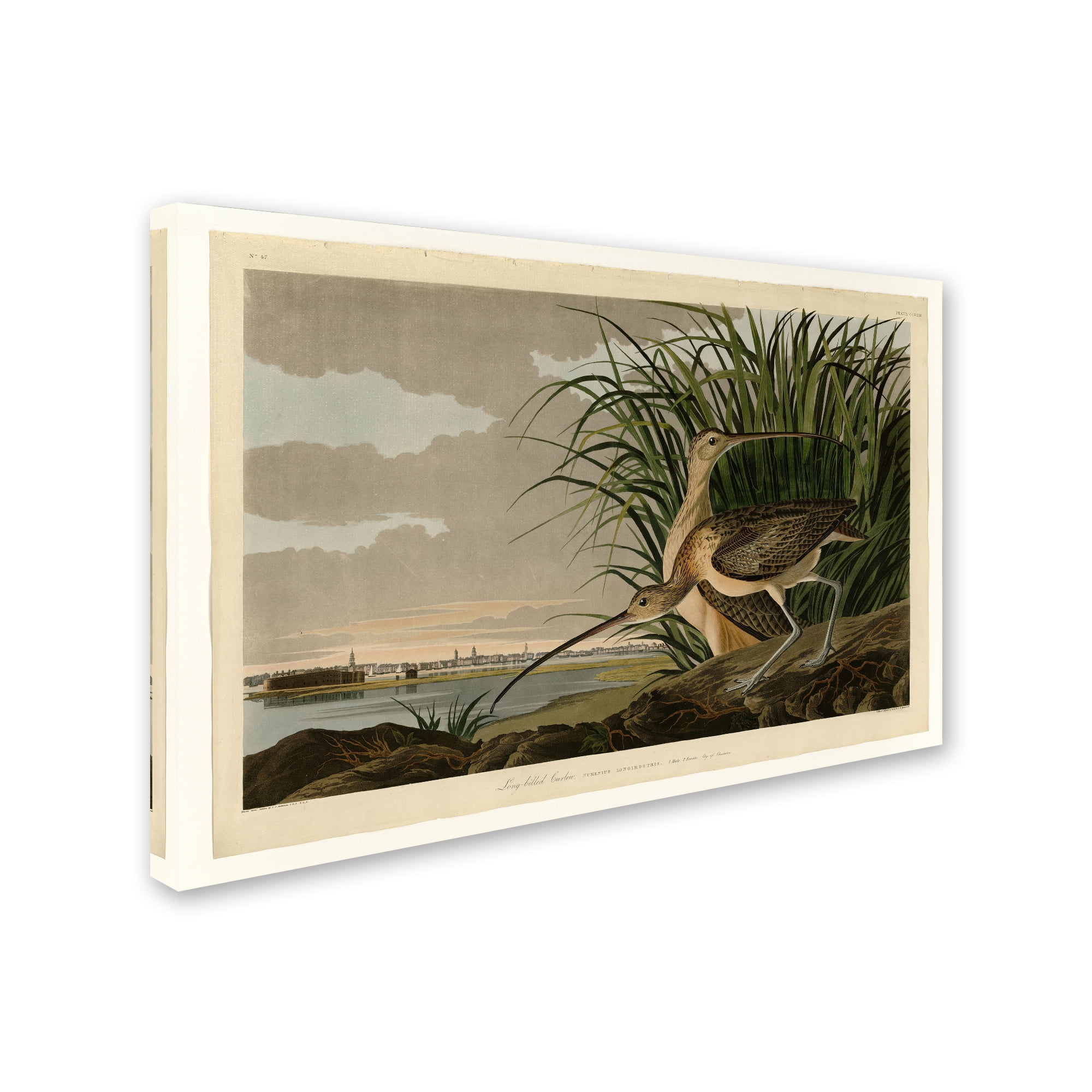 John James Audubon 'Long Billed Curlew' Canvas Art