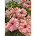 thumbnail image 4 of GSDWIUEW Butterfly Ranunculus Bulbs Buttercup Bare Roots for Planting Canada, Perennial Flower Ranunculus asiaticus, Easy to Grow, Double Ranunculus Bare Roots for Cut Flowers Garden Indoor Outdoor, 4 of 6
