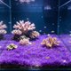 thumbnail image 1 of Tapete de Césped Artificial para Acuario: Sustrato Vegetal Denso y Realista para El Paisajismo de Peceras | Decoración de Césped Acuático Simulado, No Se Desprende, Tapete de Plástico Suave Seguro pa, 1 of 6